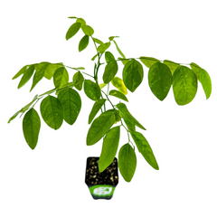 Katuk Live Plant – Sweetleaf Bush Sauropus androgynus, Tropical Leafy Shrub, Potted Starter for Planting