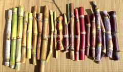 Florida Red Sugar Cane Cuttings – 4 Fresh Live Saccharum officinarum Canes for Planting