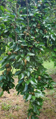 Asian Round Pear Tree Cuttings – 10 Unrooted Fruit Tree Cuttings, Pyrus pyrifolia, For Rooting Grafting Propagation