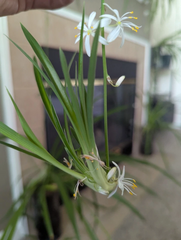 Green Spider Plant Live Cuttings – 5 Rooted Non-Variegated Pups, Chlorophytum comosum Houseplant Starters