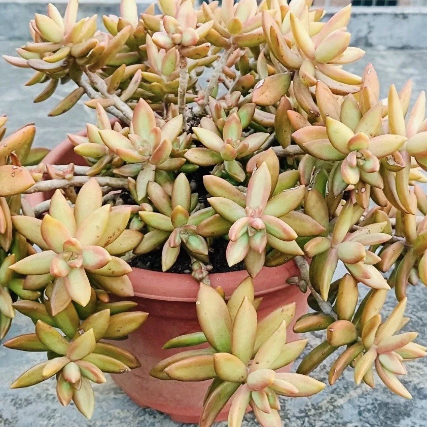 Sedum ‘Firestorm’ Succulent – 3 Unrooted Cuttings (3–4 Inches) for Propagation and Garden Planting