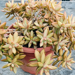 Sedum ‘Firestorm’ Succulent – 3 Unrooted Cuttings (3–4 Inches) for Propagation and Garden Planting