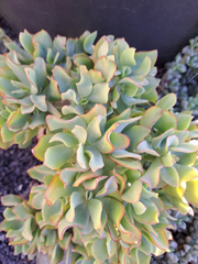 Ripple Jade Cuttings – 5 Crassula Arborescens Undulatifolia Ruffle Jade Cuttings for Indoor Succulent Propagation