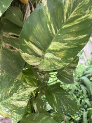 Golden Pothos Cuttings – 5 Fresh Unrooted Cuttings, Epipremnum Aureum Houseplant for Propagation