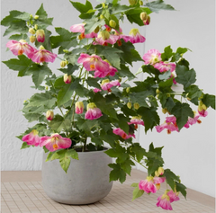 Pink Abutilon Starter Plant – Small Rooted Flowering Maple Live Plant for Containers or Garden