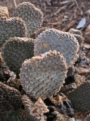 Beavertail Cactus Pads – 5 Live Opuntia basilaris Pads, 3–5” Each, Hardy Desert Succulent for Xeriscape, Rock Gardens & Containers