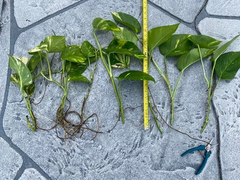 Variegated Giant Golden Queen Pothos Cuttings – 6 Epipremnum aureum Live Unrooted Cuttings, Trailing Houseplant