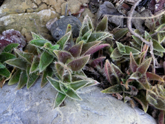 Tradescantia Somaliensis Miniature Desert Spiderwort Live Plant Indoor Succulent Houseplant