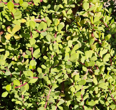 Portulacaria Afra ‘Mammoth’ Succulent Cuttings – Elephant Bush – 5 Unrooted Live Cuttings