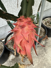Taiwan Orange Dragon Fruit Cuttings – 2 Live Orange Dragon Pitaya Cuttings 10–15 Inches Long for Planting
