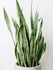 Snake Plant Unrooted Clippings – 3 Dracaena trifasciata Leaf Cuttings, Mother-in-Law’s Tongue for Propagation