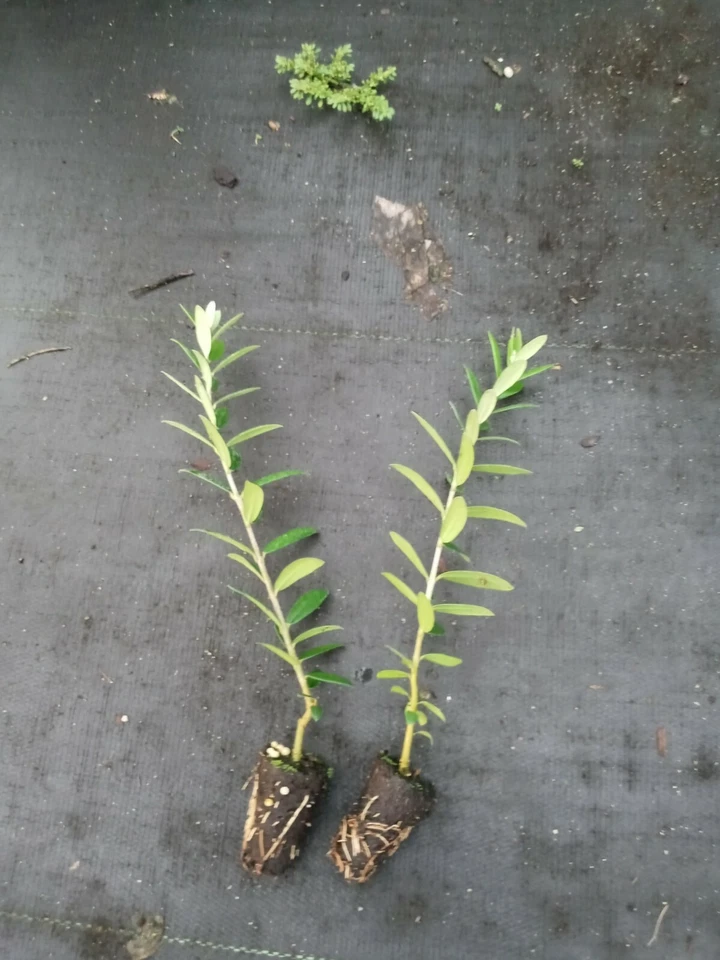 Arbequina Olive Tree Starter Plants – Two Live Olea europaea ‘Arbequina’ Plants for Garden or Container Growing