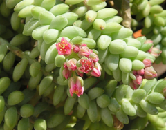 Donkey Tail Succulent Cutting – 4 Inch Sedum Morganianum Unrooted Hanging Succulent for Propagation