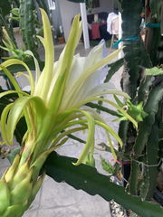 Dragon Fruit Cuttings – 7 Fresh Unrooted Cuttings 8–12 Inches, Pitaya Cactus for Propagation