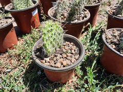 Opuntia Polyacantha Cactus for Planting – Cold Hardy Plains Prickly Pear, Unrooted Pad Cutting