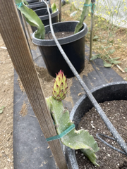 Robles Red Dragon Fruit Unrooted Cuttings – Mature Pitaya Cactus Cuttings for Propagation and Growing