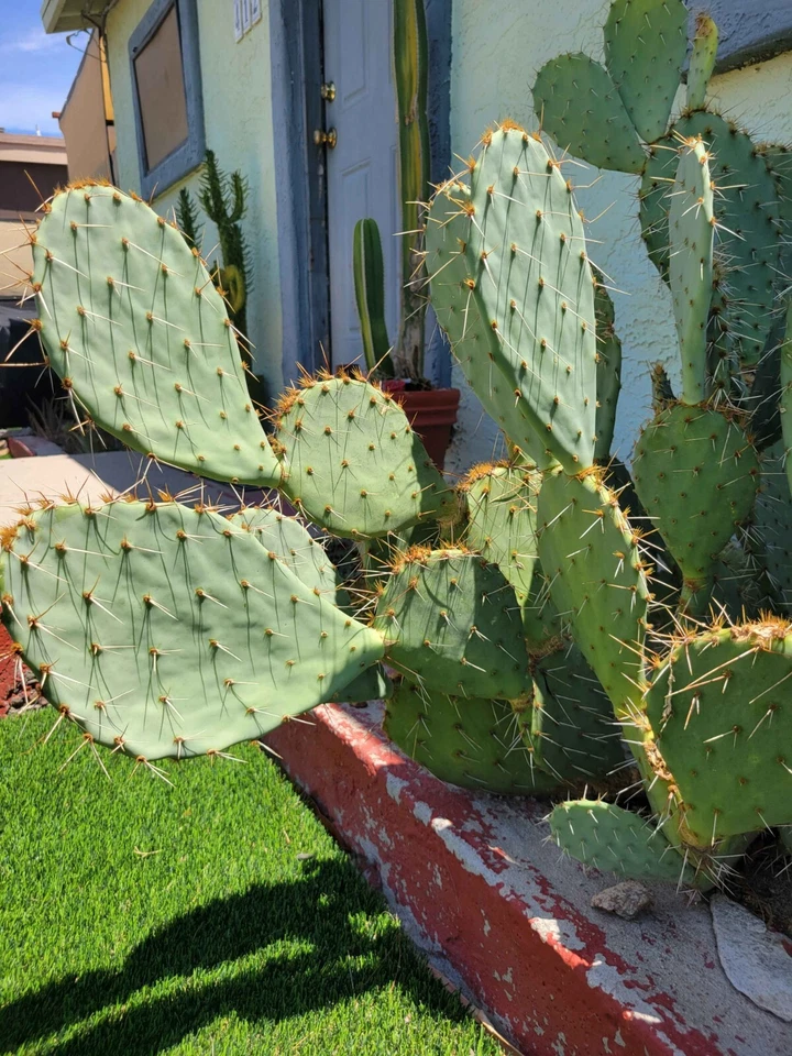 Engelmanns Prickly Pear Cactus Cutting Opuntia Engelmannii Unrooted Pad Segment for Propagation