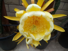 Yellow Dragon Fruit Cutting – Palora Variety – 1 Mature 3–4" Live Cutting for Growing Pitaya Plant