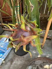 Dragon Fruit “Delight” Cuttings – 8–12 Inch Mature Hylocereus Stems for Rooting – Fruit Cactus Starter
