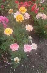 Miniature Rose Cuttings Set of 3 Apricot to Pink Live Fresh Rose Stems for Planting