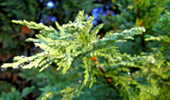 Leyland Cypress Cuttings – 15 Fresh Unrooted Pieces – Live Evergreen Tree Cuttings for Rooting