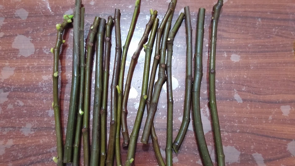 Brown Turkey Fig – 2 Fresh Cuttings for Planting + Willow Water Included – Live Fig Tree Starter Stems for Rooting