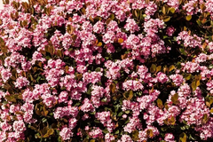 Indian Hawthorn ‘Pinkie’ Cuttings – 5 Unrooted Stems for Rooting or Grafting