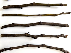 Chicago Hardy Fig Tree Cuttings – 5 Live Fig Cuttings 9–10 Inch with 5 Nodes Average, Ficus Carica