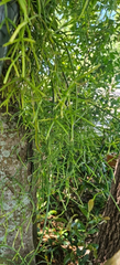 Rhipsalis sp. ‘Porto Alegre’ Cuttings – Epiphytic Cactus, 5 Unrooted Live Cuttings 4 Inches Long