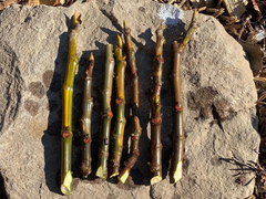 Fig Tree Unrooted Cuttings – 3 Ficus carica Cuttings for Propagation and Home Growing