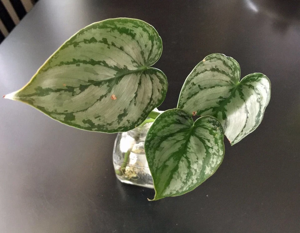 philodendron brandtianum cutting Philodendron brandtianum – 5 Fresh Unrooted Cuttings – Silver-Patterne – All U Need Garden Supply