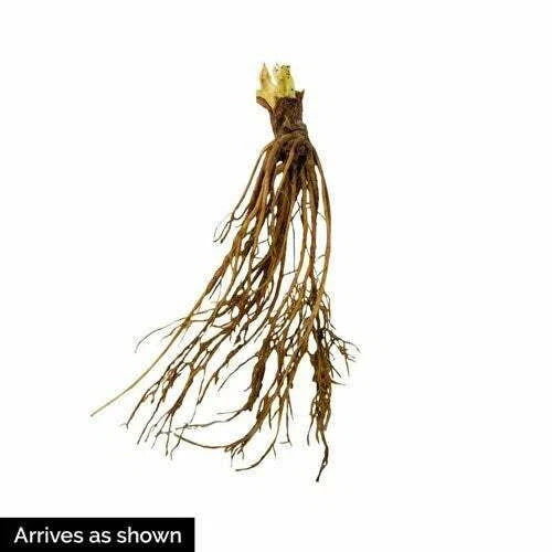 Albion Strawberry Plants (25 Bare Root) – Day-Neutral Everbearing Variety – Large Sweet Berries – High Yield – Garden or Farm Use