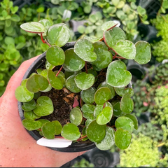 Peperomia Ruby Cascade Live Plant – Trailing Succulent-Style Houseplant in 2 Inch Pot for Indoor Growing