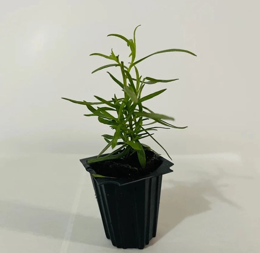 French Tarragon Live Starter Plants – 2–4 Inch Perennial Herb Plants,  Artemisia Dracunculus Sativa