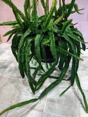 Hurricane Cactus Cutting – Unrooted Flat Form Lepismium Cruciforme Epiphytic Cactus for Propagation