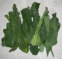 Epiphyllum Orange Swirl Cuttings – 4 Orchid Cactus 7–8” Cuttings, Epiphyllum Hybrid Starter Stems for Rooting & Blooming Plants