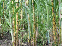 Sugarcane Rooted Cuttings – 5 Live Saccharum officinarum Pieces for Propagation and Planting