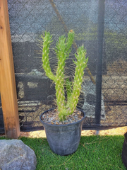 Austrocylindropuntia Cutting – Eve’s Needle Cactus Live Unrooted Cutting for Planting