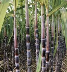 Dark Purple Sugarcane Rooted Cuttings Ready to Plant, Sweet Cane Variety Live Plant Set of 5 for Home Growing