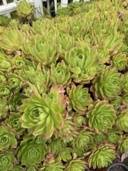 Aeonium Succulent Cuttings – 3 Unrooted Green Aeonium with Pink Edges, 4–6 Inch Live Plant Starters