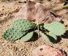 Opuntia macrorhiza Plains Prickly Pear – 1 Fresh Cactus Pad Cutting, Cold-Hardy Western Minnesota Variety