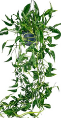 Shangri La Pothos Cuttings – 3 Fresh Epipremnum aureum Cuttings, No Roots, Curled Leaf Houseplant for Propagation