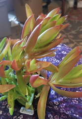 Campfire Succulent Cuttings Crassula Capitella Campfire, Colorful Succulent Plant Cuttings Set of 3