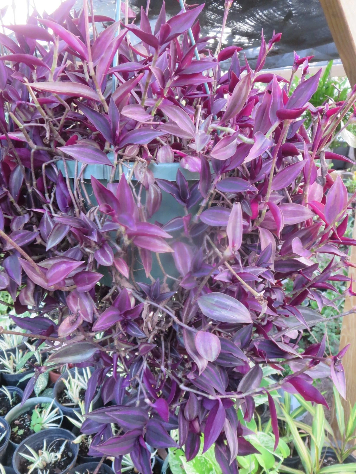 Tradescantia Zebrina Dark Burgundy Wandering Jew 12 Unrooted Cuttings Live Plant
