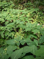 10 Stone Root Plants - Collinsonia canadensis | Bare Root Native Wildflower | Perennial for Shade & Woodland Gardens