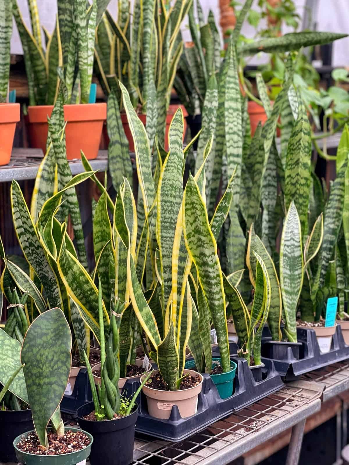 Sansevieria Cuttings - 3 Live Leaf Cuttings, Snake Plant, Grown in Hawaii