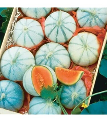 10 Rare Silver Fox Melon Seeds | Bright Striped Heirloom Melon | Sweet Summer Fruit for Garden Beds & Warm Climates | Non-GMO