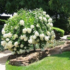 Pee Gee Hydrangea Bare Root Shrubs - 2 Live Plants, 1ft Tall, White to Pink Blooms, USDA Zones 3-8