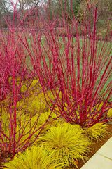 Red Osier Dogwood Cuttings - 30 Live 12-inch Stems, Cornus sericea, USDA Zones 3-8