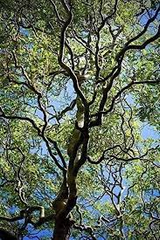 Corkscrew Willow Cuttings - 10 Live Cuttings, Salix matsudana 'Tortuosa', USDA Zones 3-10